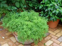 CITRONELLA SEEDLING