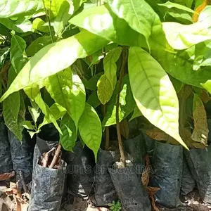 COCOA SEEDLINGS
