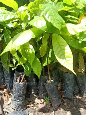 COCOA SEEDLINGS