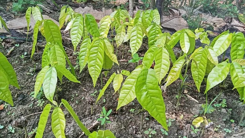 COCOA SEEDLINGS - Image 2