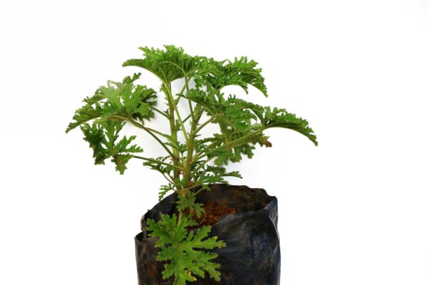 CITRONELLA SEEDLING - Image 2