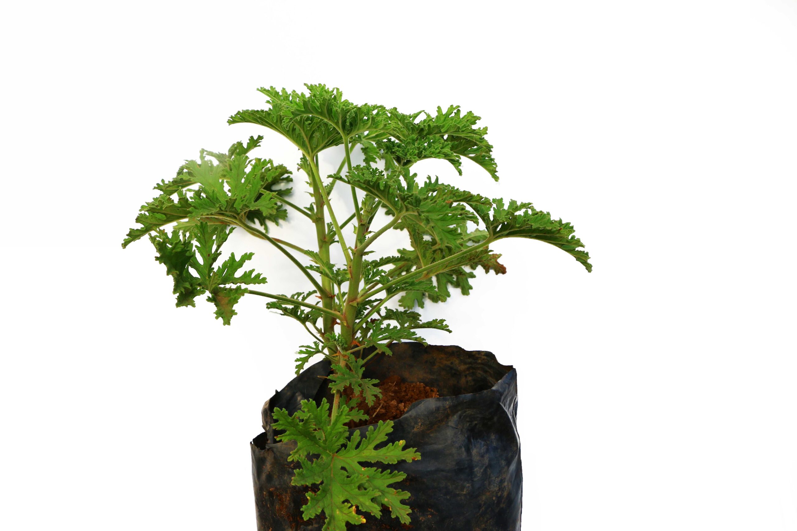 CITRONELLA SEEDLING - Image 2