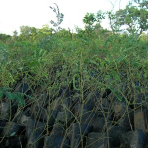 DAWADAWA SEEDLINGS