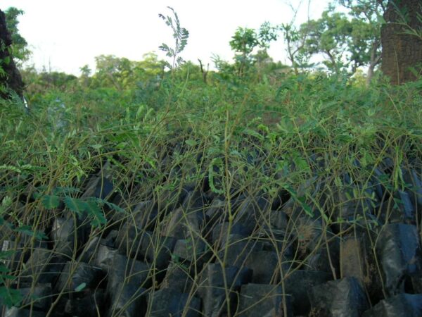 DAWADAWA SEEDLINGS
