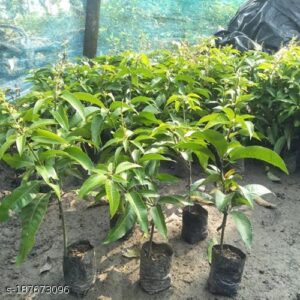 DWARF MANGO