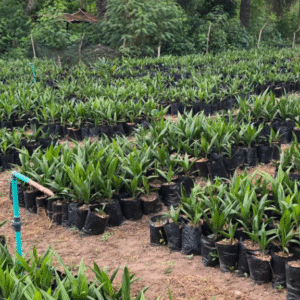 HYBRID TENERA OIL PALM SEEDLINGS