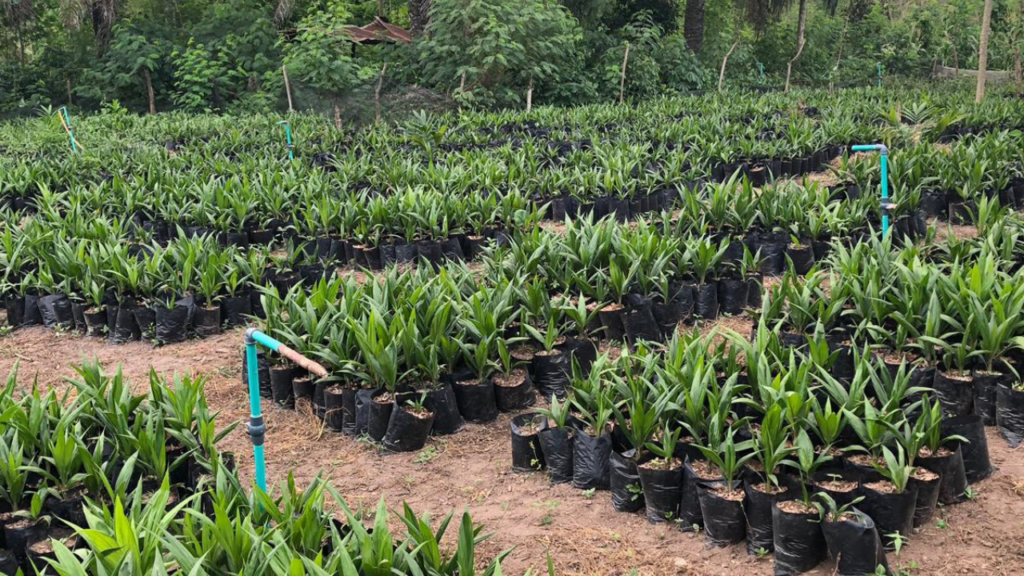 HYBRID TENERA OIL PALM SEEDLINGS