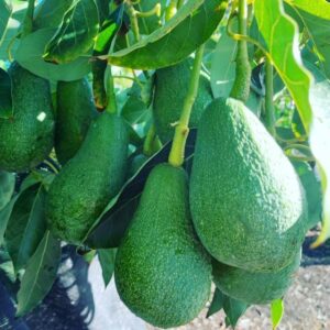 AVOCADO PEAR SEEDLING - Image 2