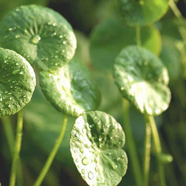 GOTU KOLA HERBS - Image 2