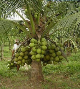 HYBRID COCONUT SEEDLING - Image 2
