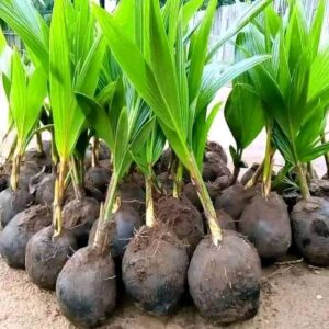 HYBRID COCONUT SEEDLING
