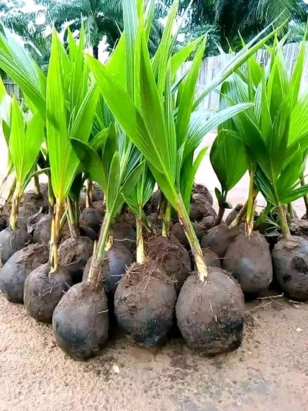 HYBRID COCONUT SEEDLING