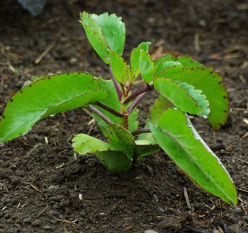 Life Plant (Tameawu) Seedlings - Image 2