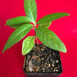NONI SEEDLINGS