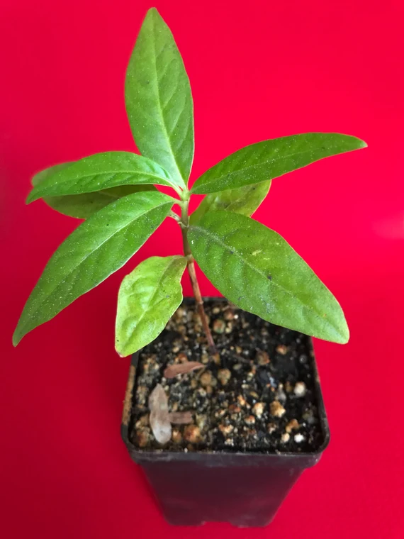 NONI SEEDLINGS