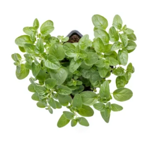 OREGANO SEEDLINGS