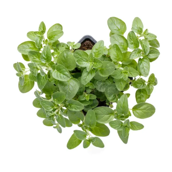 OREGANO SEEDLINGS