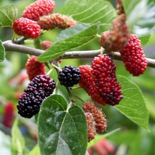 MULBERRY SEEDLINGS - Image 3