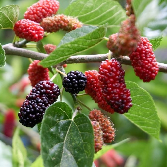 MULBERRY SEEDLINGS - Image 3