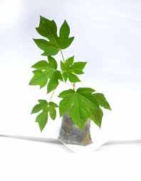 DWARF PAWPAW SEEDLINGS