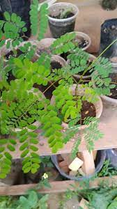 PREKESE SEEDLING