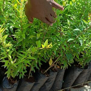 POMEGRANATE SEEDLING