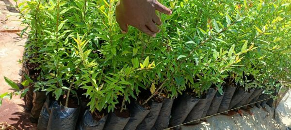 POMEGRANATE SEEDLING