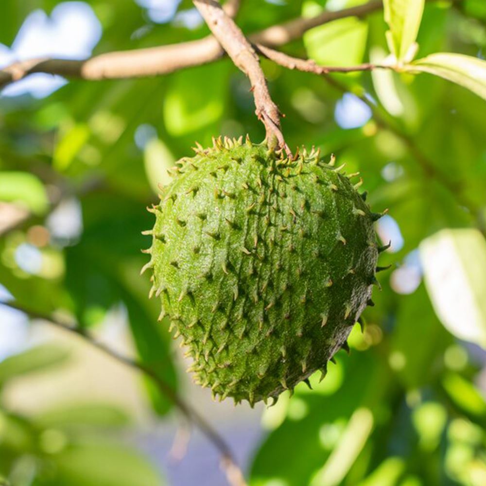 SOURSOP SEEDLING - Image 2