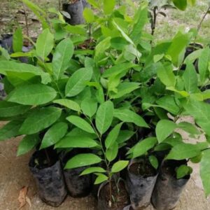 SUGAR APPLE SEEDLING