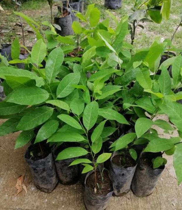 SUGAR APPLE SEEDLING