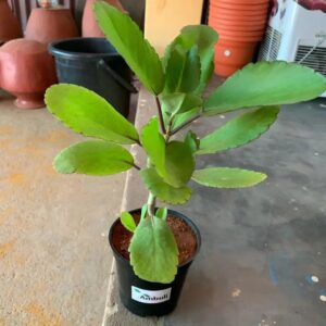 Life Plant (Tameawu) Seedlings