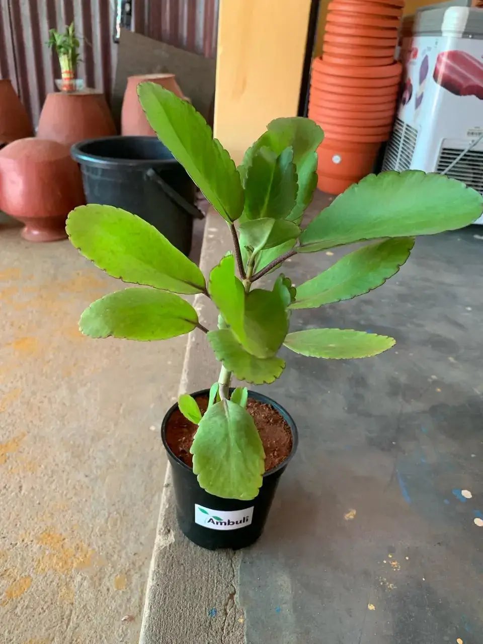 Life Plant (Tameawu) Seedlings