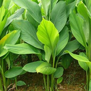 TUMERIC SEEDLING