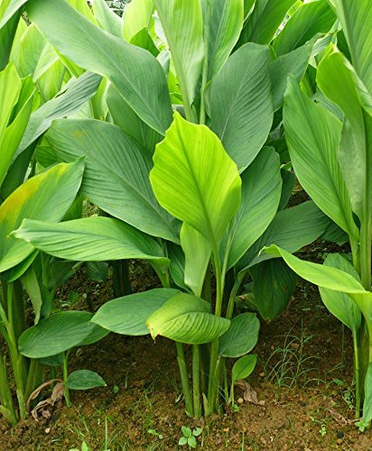 TUMERIC SEEDLING
