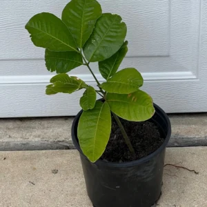 ACKEE APPLE SEEDLING