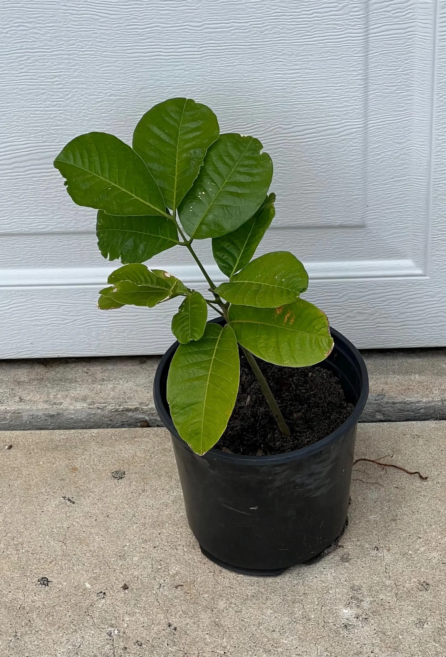 ACKEE APPLE SEEDLING