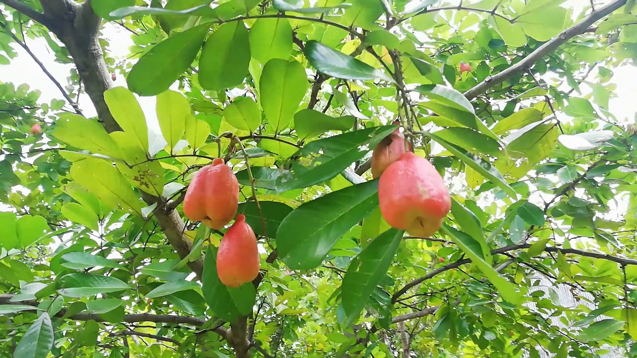 ACKEE APPLE SEEDLING - Image 2