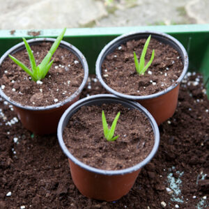 ALEO VERA SEEDLINGS