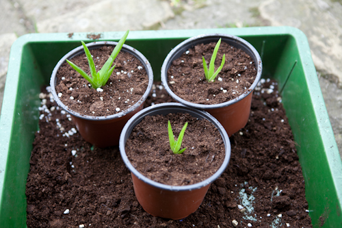 ALEO VERA SEEDLINGS