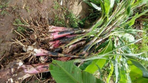 PLANTAIN SUCKERS - Image 2