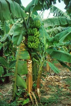BANANA SUCKER - Image 2