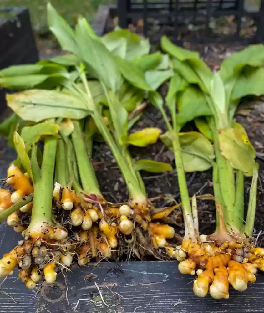 TUMERIC SEEDLING - Image 2