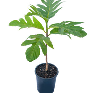 BREADFRUIT SEEDLING