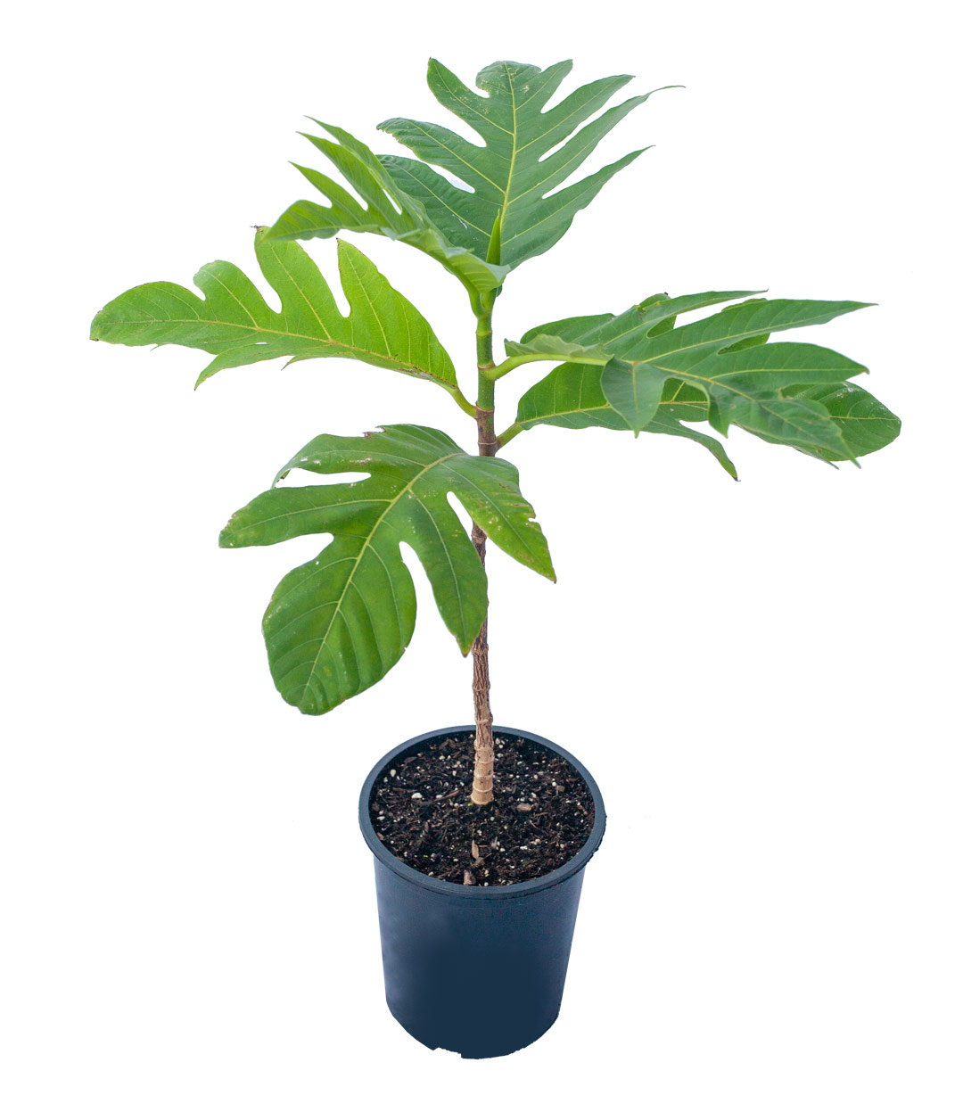 BREADFRUIT SEEDLING