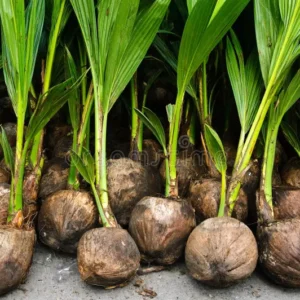 DWARF COCONUT SEEDLING