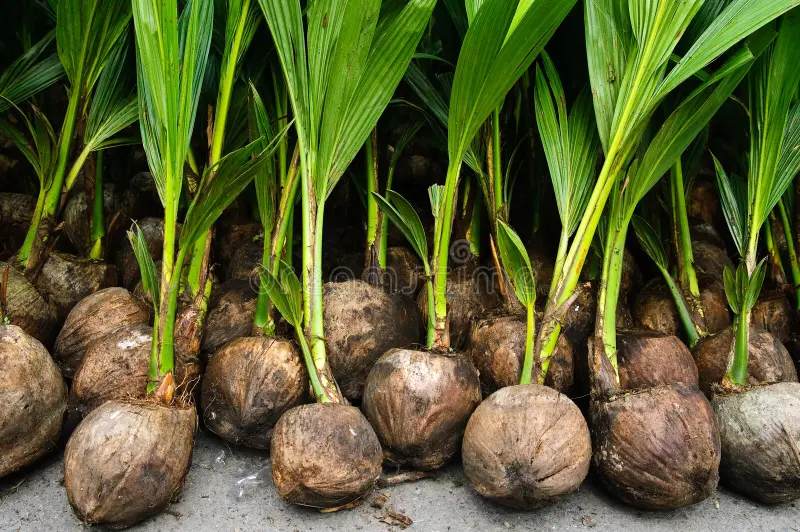 DWARF COCONUT SEEDLING