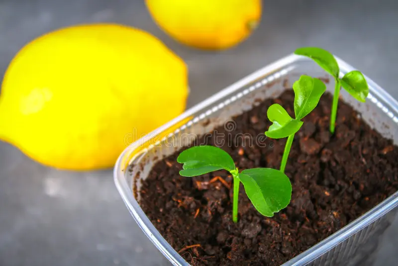 LEMON SEEDLING - Image 2