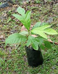 BREADFRUIT SEEDLING - Image 2