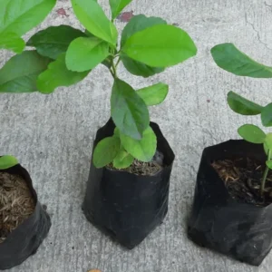 LEMON SEEDLING