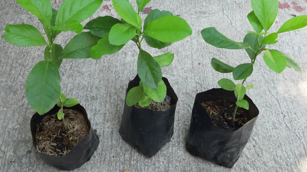 LEMON SEEDLING